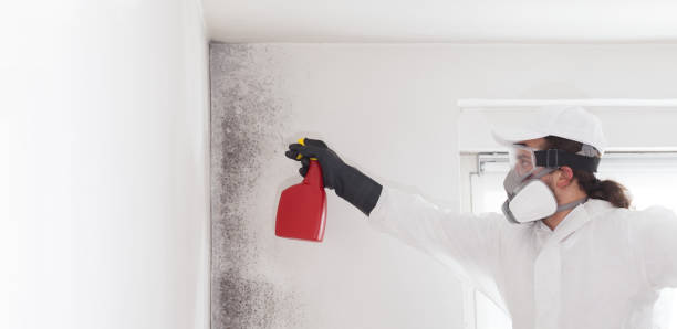 Best Industrial Mold Remediation in Holland, OH