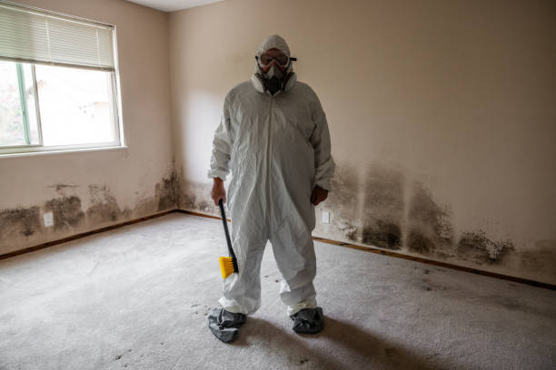Best Attic Mold Remediation in Holland, OH